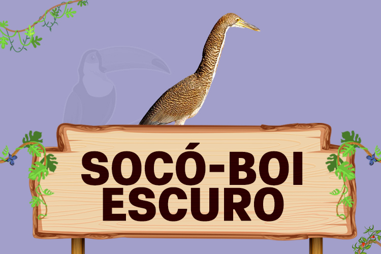 soco boi escuro