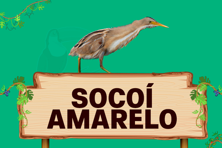 socoi amarelo