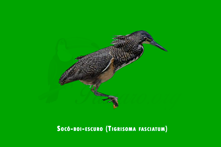 soco-boi-escuro ( tigrisoma fasciatum )