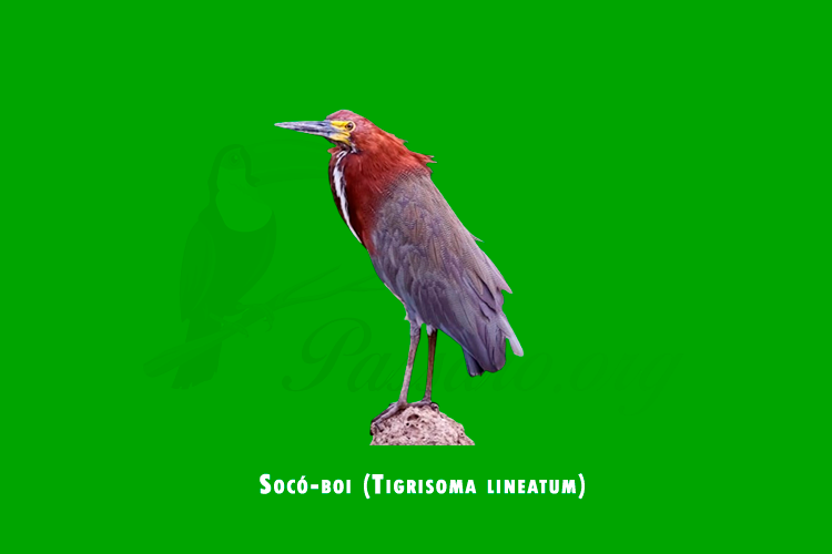 soco-boi (tigrisoma lineatum)