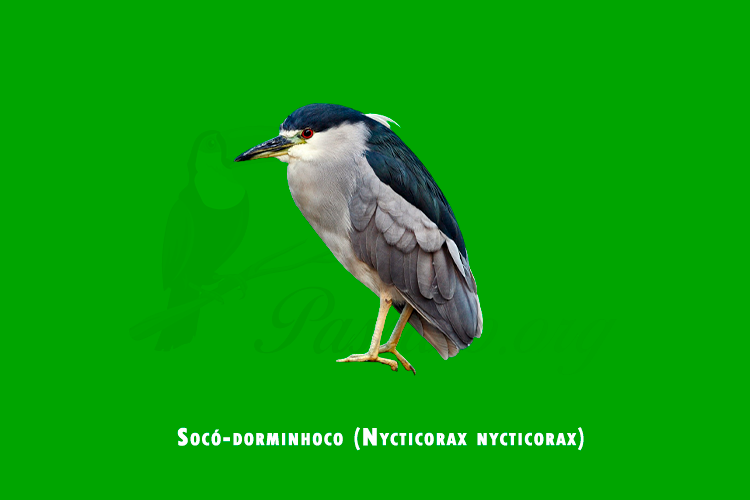 soco-dorminhoco (nycticorax nycticorax)