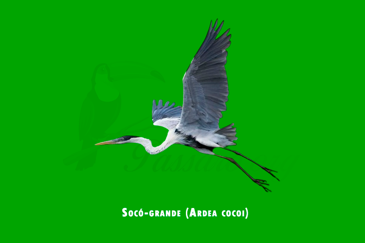 soco-grande (ardea cocoi)