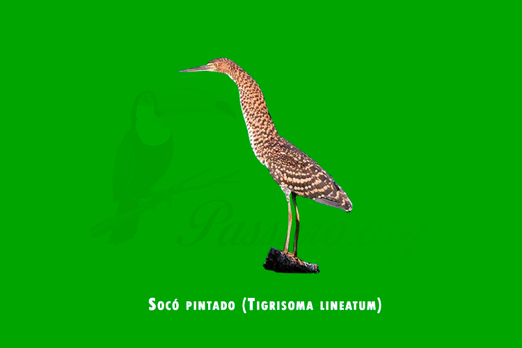 soco pintado (tigrisoma lineatum)