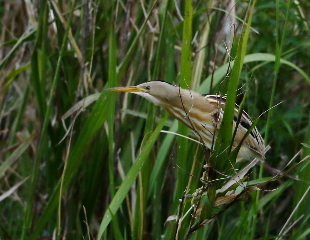 socoi-amarelo