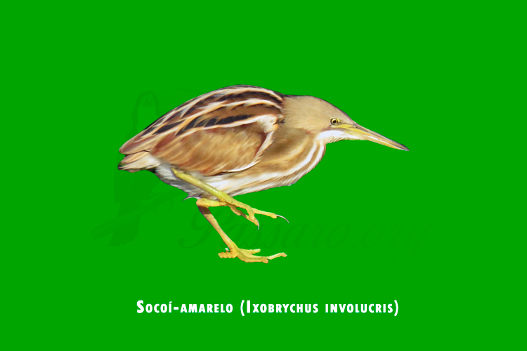 socoí-amarelo (Ixobrychus involucris)