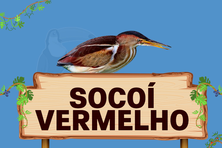 socoi vermelho