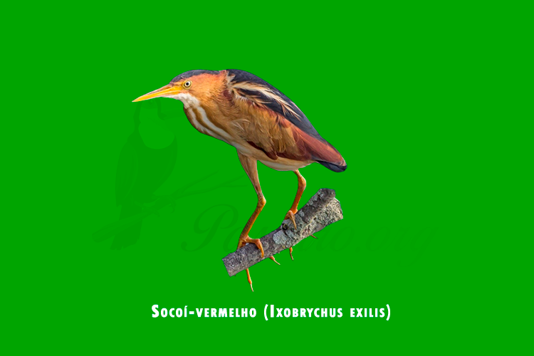 socoi-vermelho ( ixobrychus exilis )