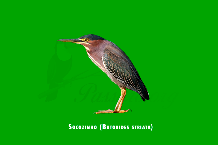 socozinho (butorides striata)