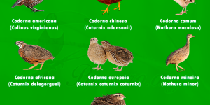 tipos de codorna