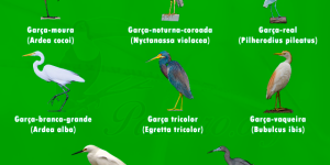 tipos de garças