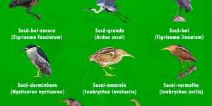 tipos de soco