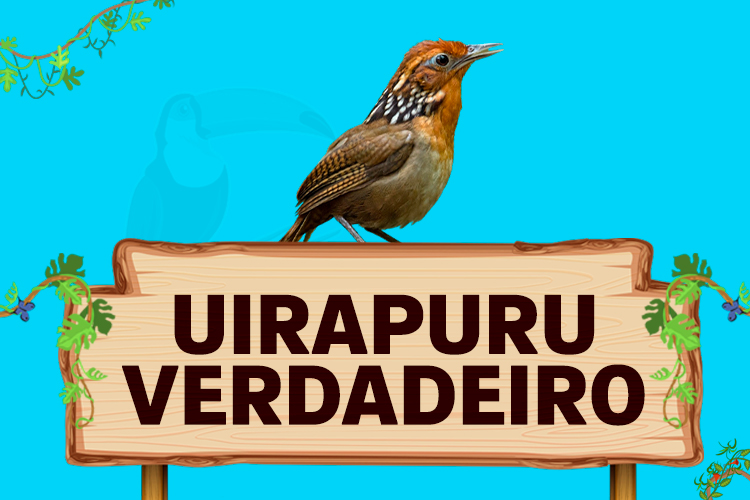 uirapuru verdadeiro