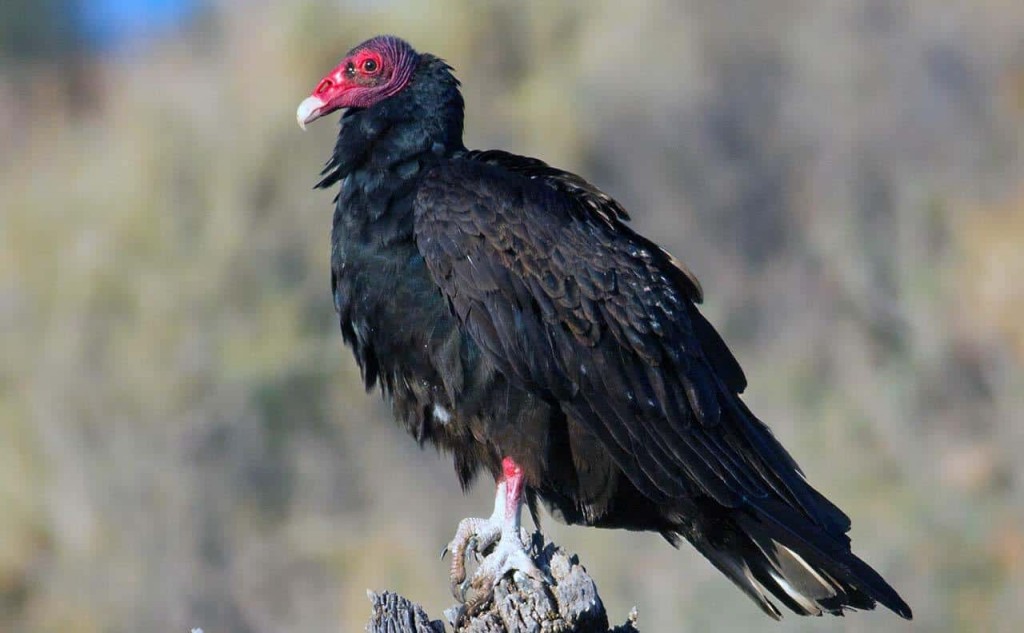 urubu-de-cabeca-vermelha