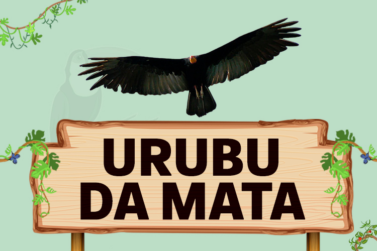 urubu da mata