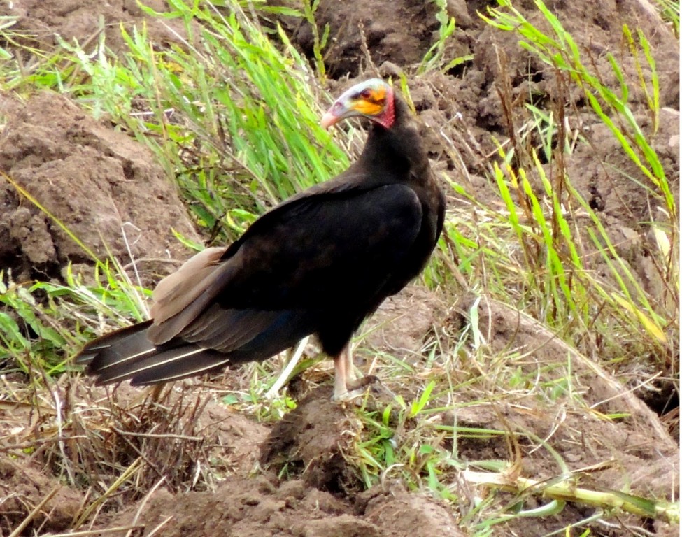 urubu-de-cabeca-amarela