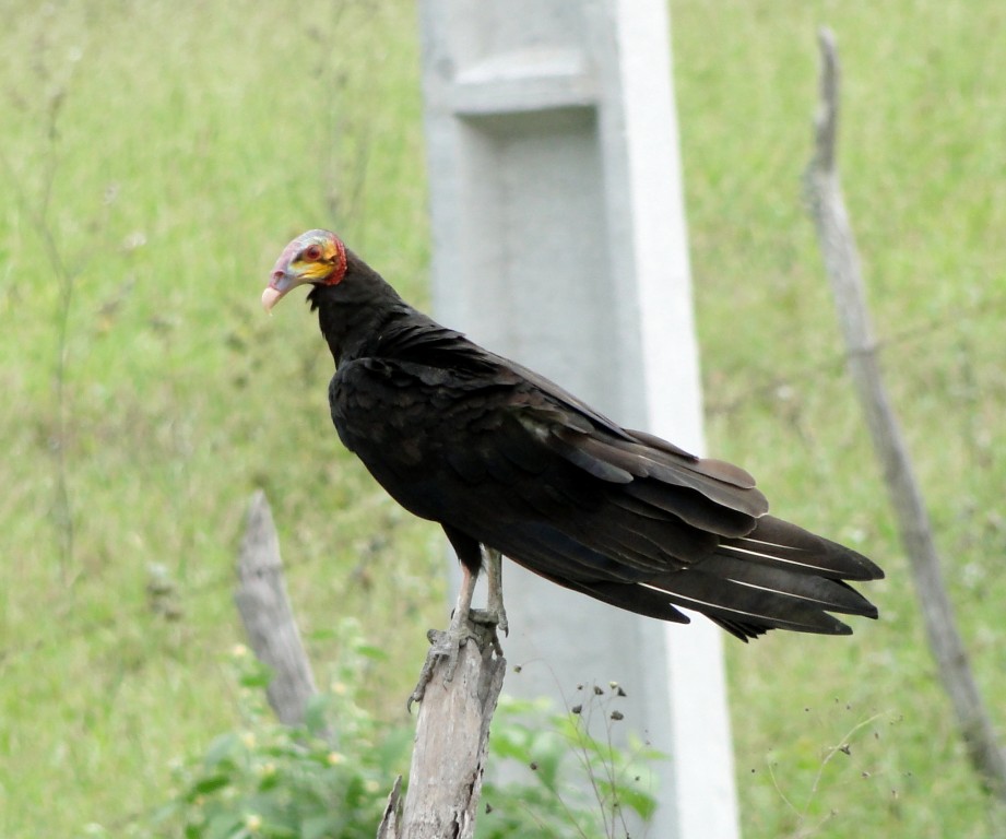 urubu-de-cabeca-amarela