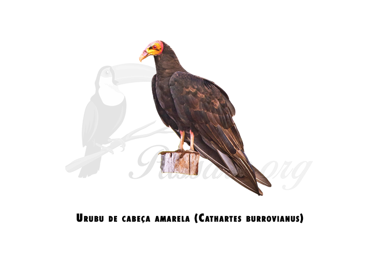 urubu de cabeca amarela (cathartes burrovianus)