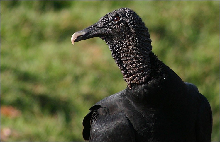 urubu-de-cabeca-preta