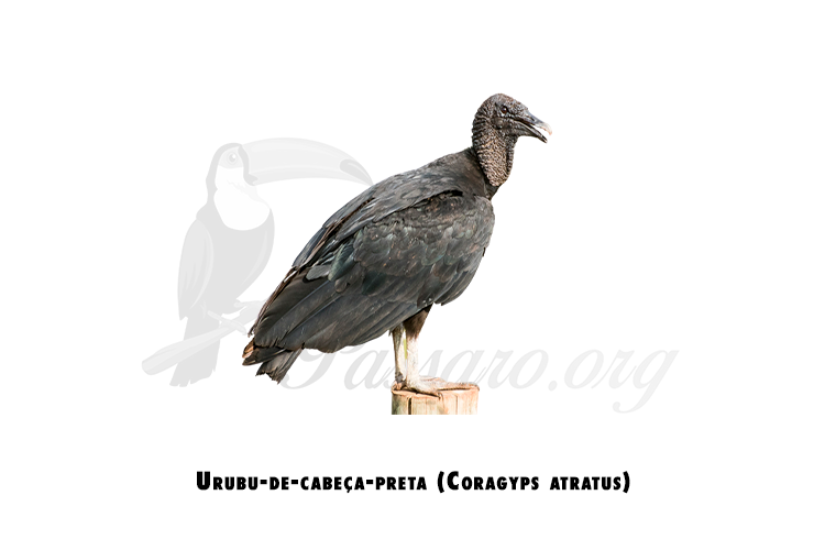 urubu-de-cabeca-preta (coragyps atratus)