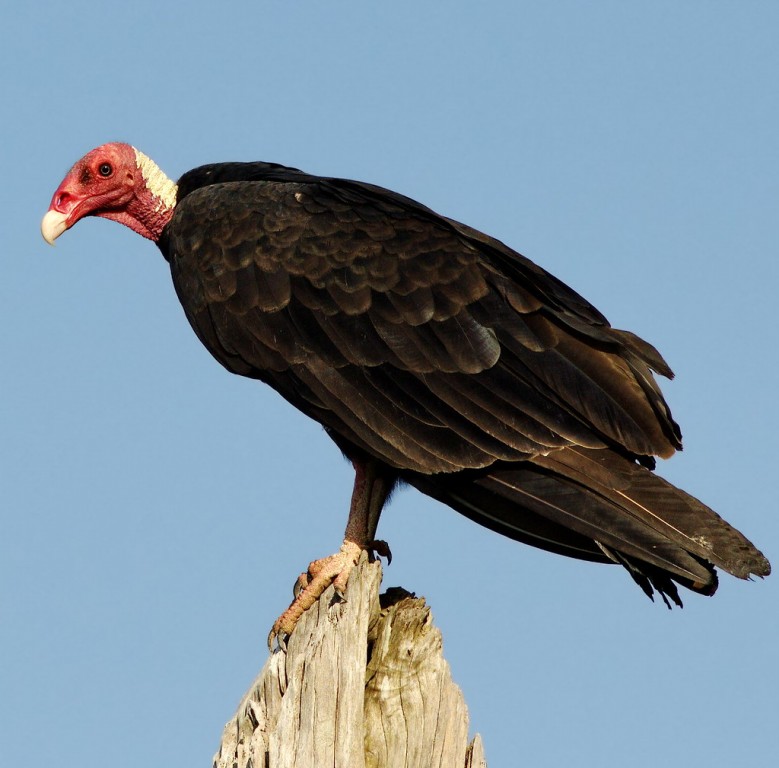 urubu-de-cabeca-vermelha