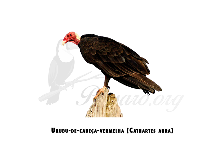 urubu-de-cabeca-vermelha (cathartes aura)