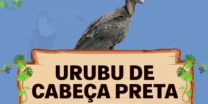 urubu de cabeça preta