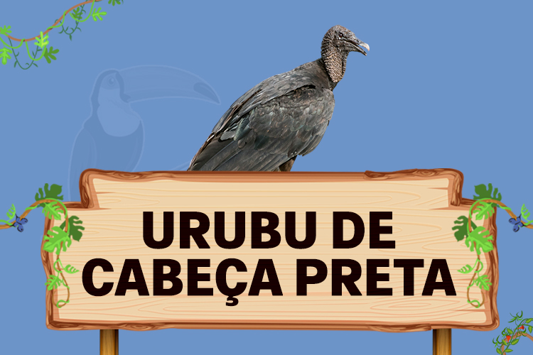 urubu de cabeça preta