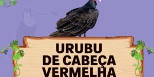 urubu de cabeça vermelha