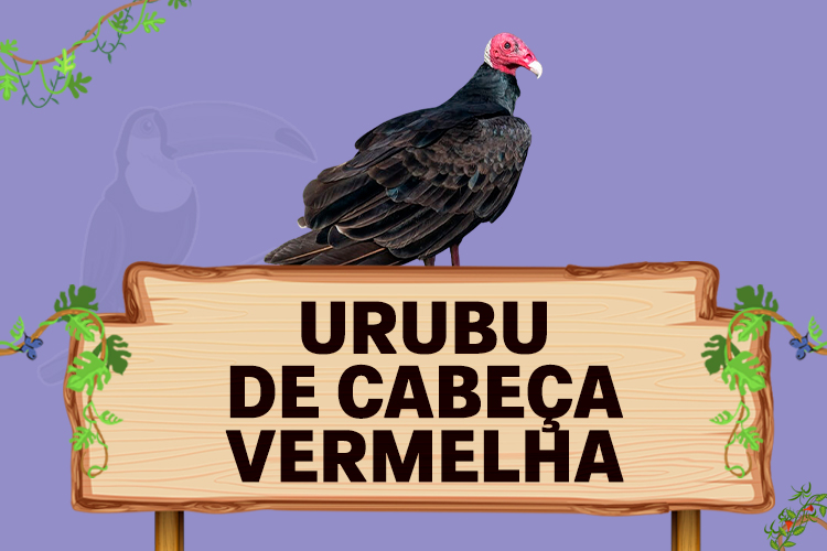 urubu de cabeça vermelha