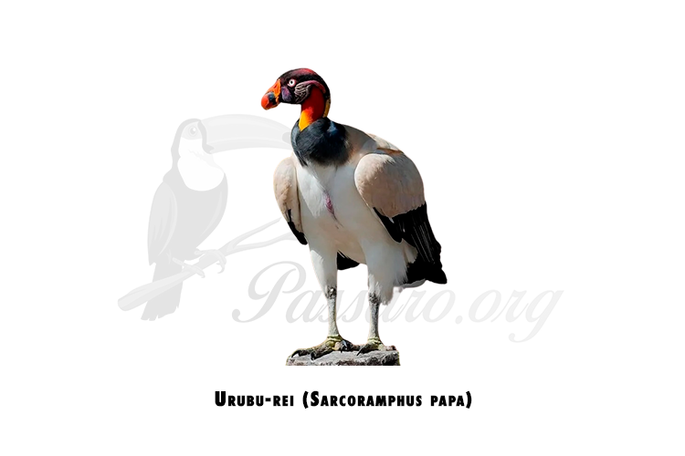 urubu-rei (sarcoramphus papa)