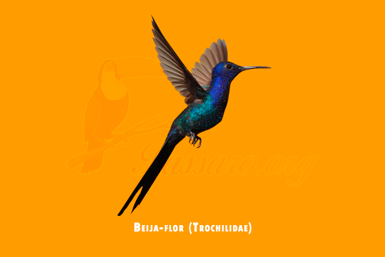 Beija-flor (Trochilidae)