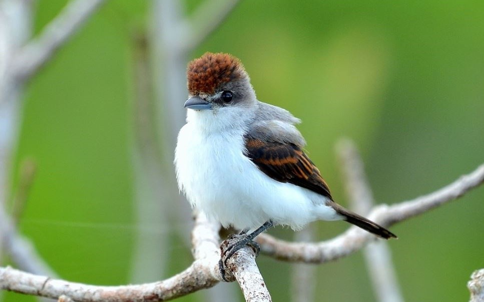 Caneleiro-da-guiana femea