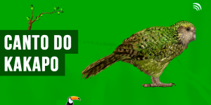 Canto do Kakapo