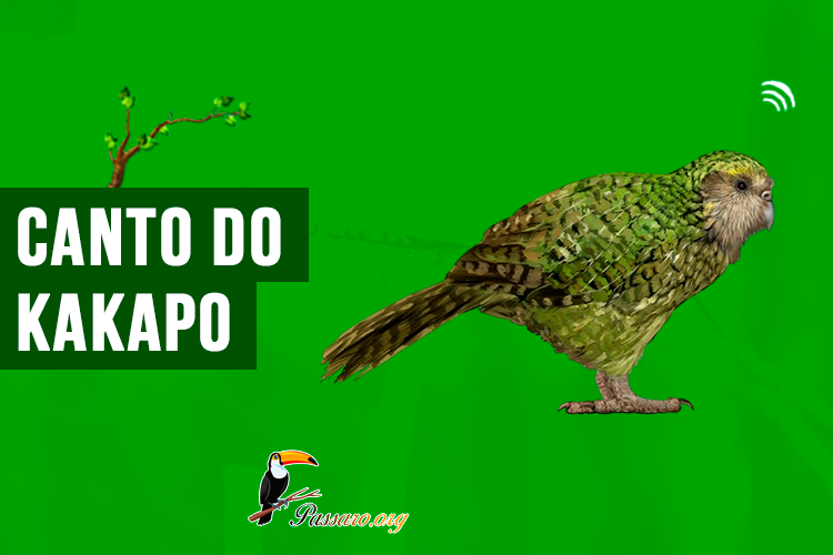 Canto do Kakapo