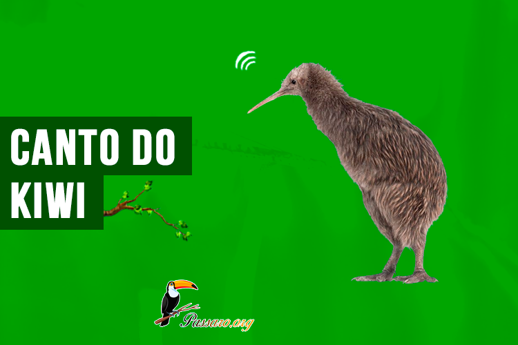 canto do kiwi