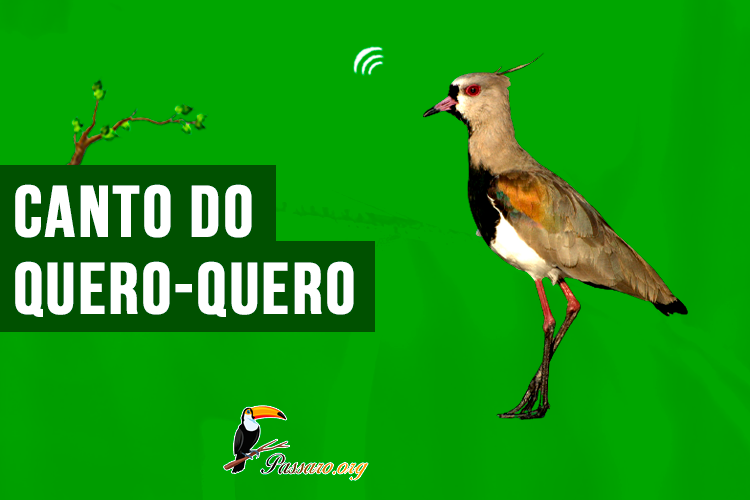 Canto do quero-quero