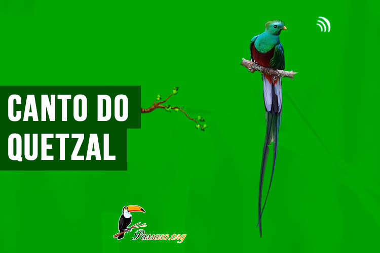 Canto do quetzal