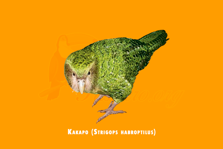 Kakapo (strigops habroptilus)