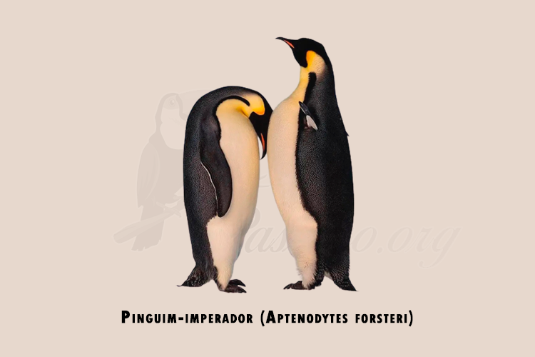 Pinguim-imperador (Aptenodytes forsteri)