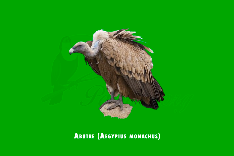 abutre (aegypius monachus)