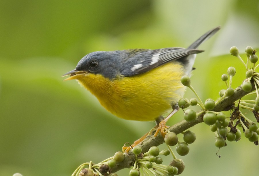 alimentacao da mariquita