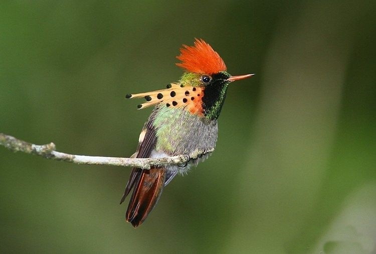 alimentacao do beija-flor-de-leque-canela