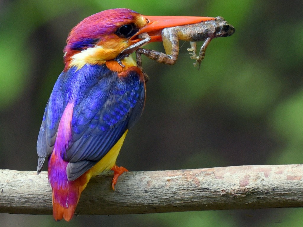 alimentacao do martim-pescador anao oriental