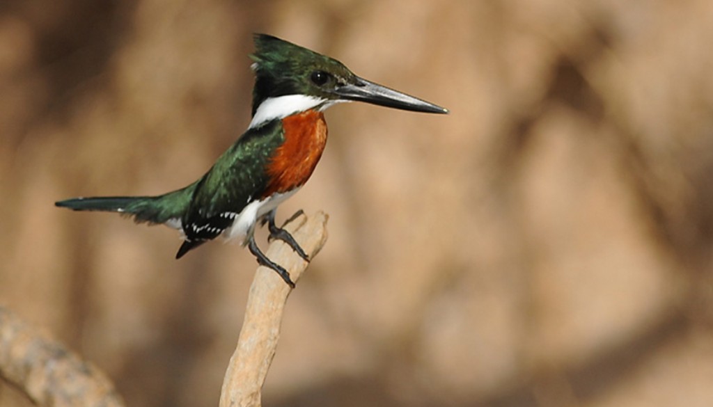 alimentacao do martim-pescador-verde