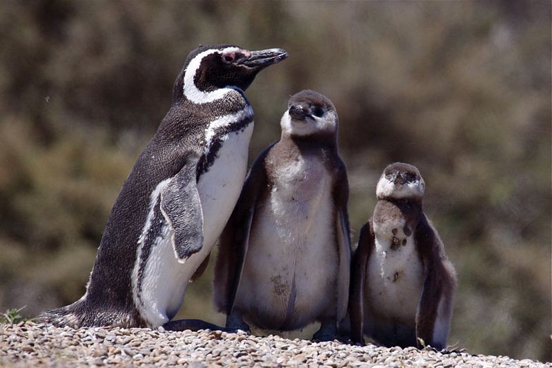 alimentacao do pinguim-de-magalhaes