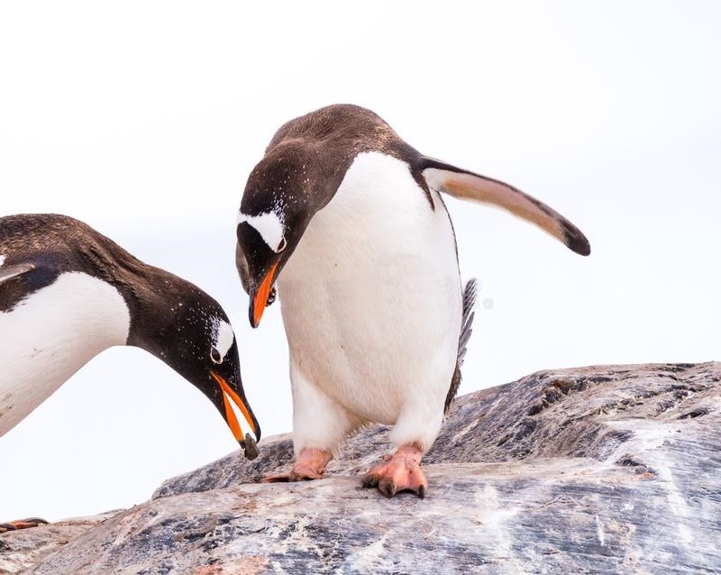 alimentacao do pinguim-gentoo