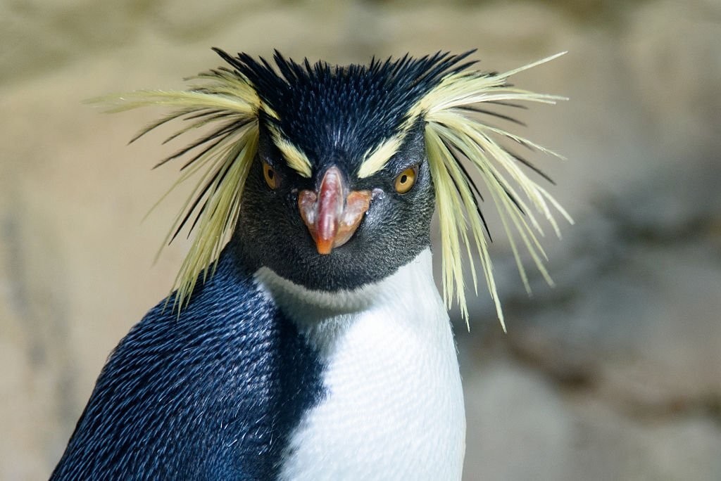 alimentacao do pinguim-saltador-da-rocha