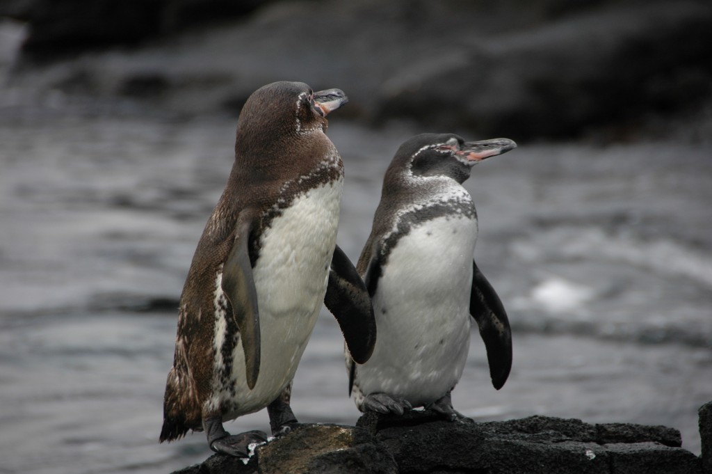 ameacas do pinguim-das-galapagos