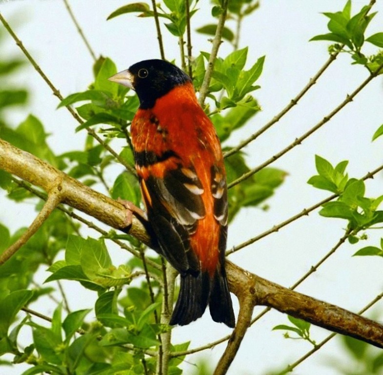 ameacas do pintassilgo-da-venezuela