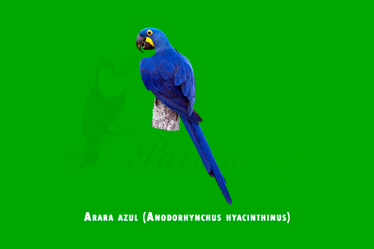 arara azul (anodorhynchus hyacinthinus)